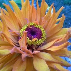 Meet your Posher, Cheryl